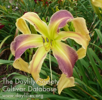 Daylily Apple Swirl